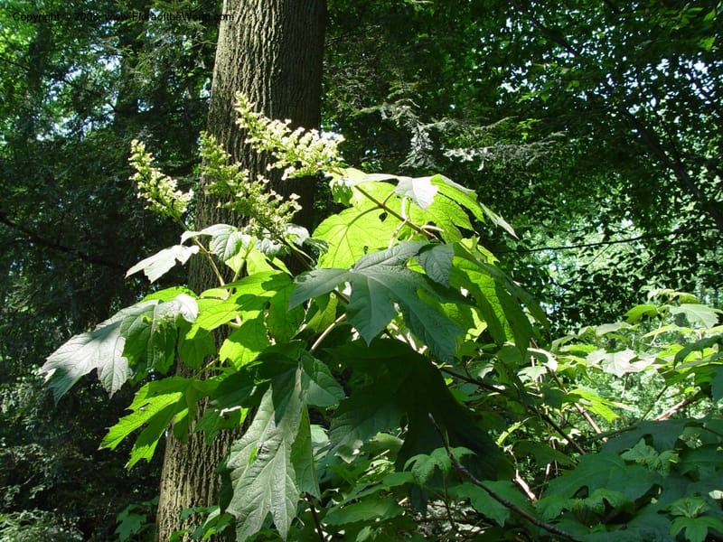 Hydrangea quercifolia--DE. Mt. Cuba Center. 24 Jun 03. 003.jpg