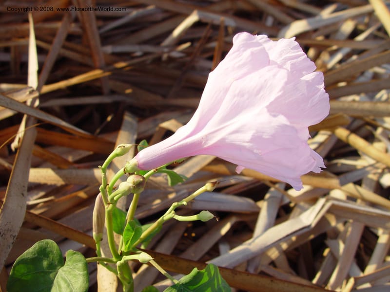 Ipomoea carnea--Costa Rica. Prov. Guanacaste. Palo Verde Biol. Sta. 31 Mch 03. 022.jpg