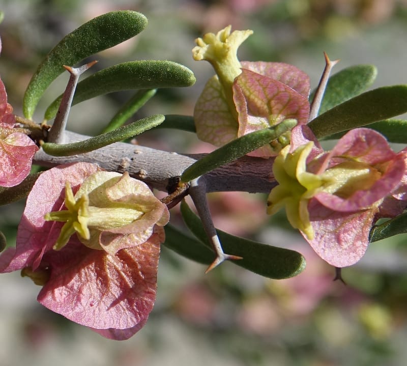Bougainvillea spinosa, Fortunato 13089--Argentina. Hwy 150 W of Jachal. 5 Feb 2018. DSC08346 (93).JPG
