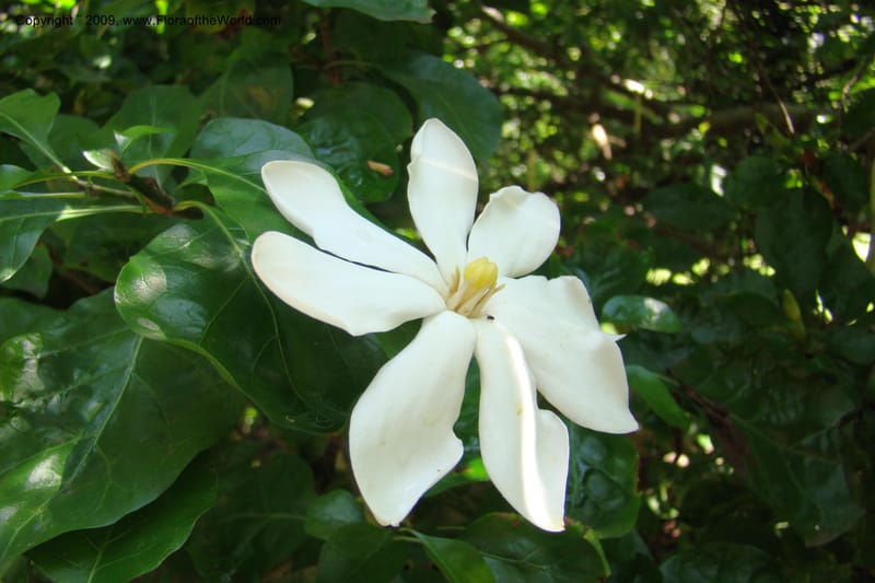 Gardenia thunbergii--South Africa. Durban Botanical Garden. 30 Jan 09. 003.jpg