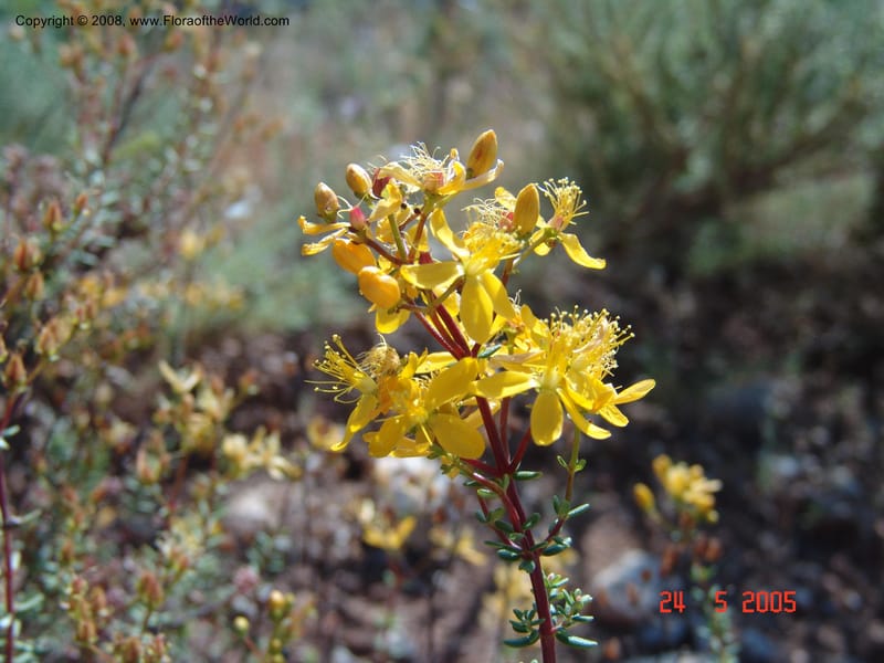 Hypericum empetrifolium ssp oliganthum--Crete. Ep. Apokoronos. Diktamos Gorge, ca. Stylos. 23 May 05. 072.jpg