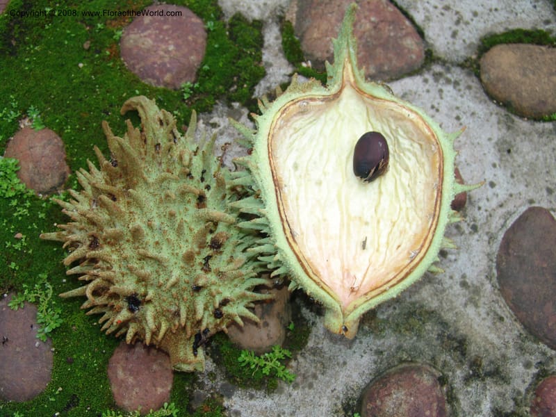 Sterculia murex--So. Africa. Lowveld Nat. Bot. Gard. 14 Mch 05. 297.jpg