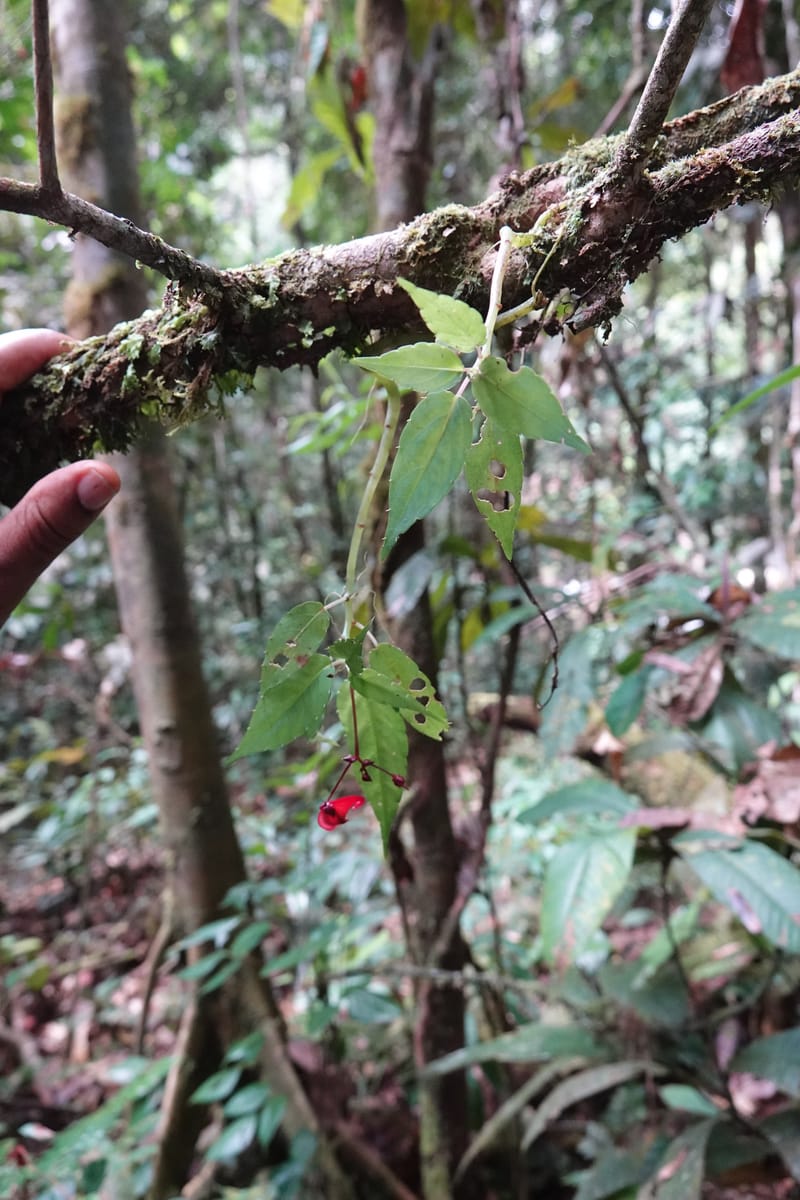 Impatiens, C. Davidson 13908--Gabon. M de C. Sent. Andok. 28 Oct 2018. DSC09339 (294).JPG