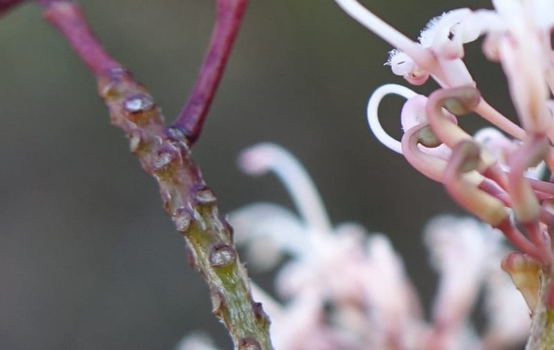 Grevillea endlicheriana, Davidson, C 13385--Australia. W.A. Hay Flat Rd. 22 Oct 2016. DSC03956 (5).JPG