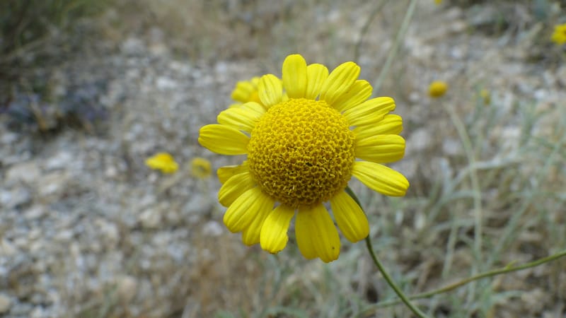 Anthemis tinctoria, 4.10--Iraq. Kurdistan. Shakh-i Sakran. 19 June 2010. 124 (13).jpg