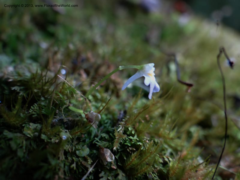 Utricularia, VC 5533--Thailand. Chiang Mai Prov. Doi Pha Hom Pok Nat. Park. 10 Nov 2012. DSC08349 (145).JPG