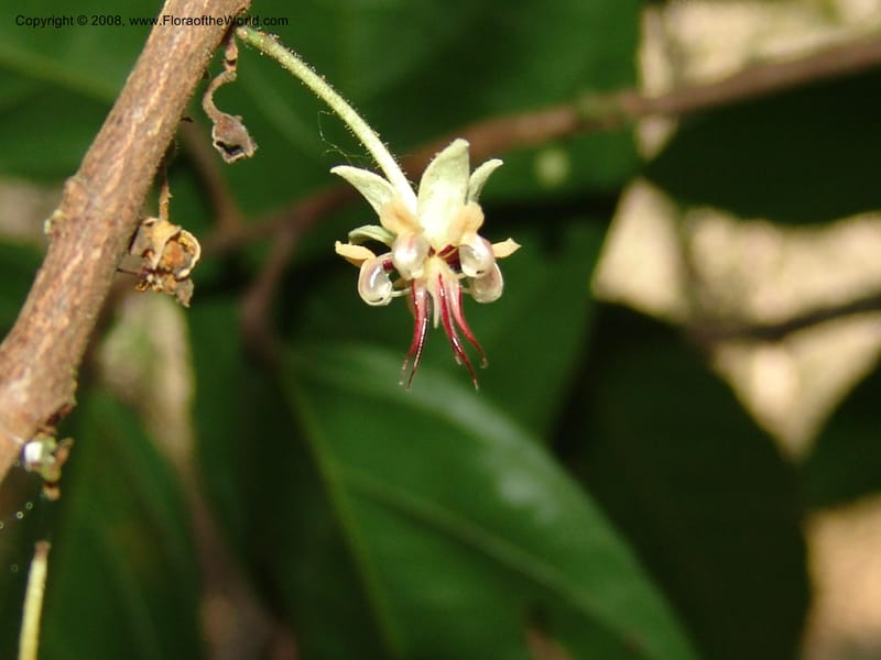 Theobroma cacao, AAraujoM2977--Bolivia. N of Apolo. Rio Machariapu. 18 Sep 06. 370.jpg
