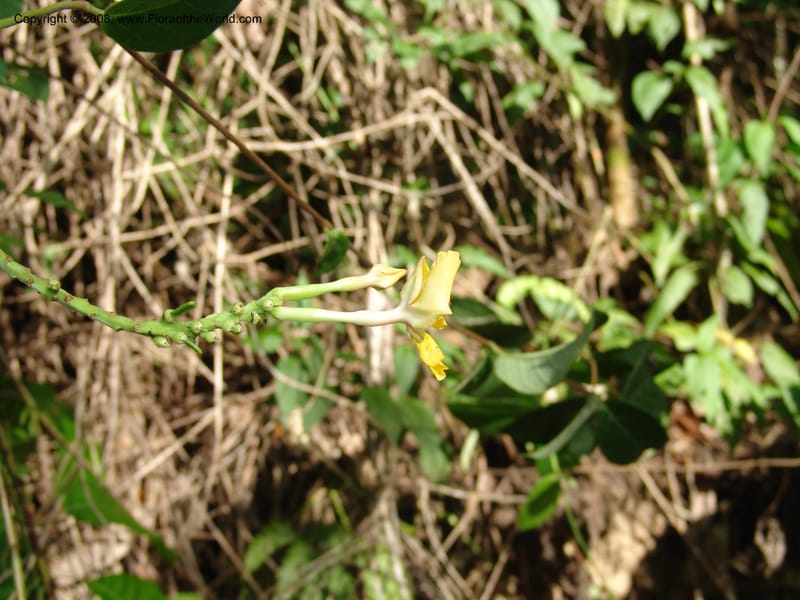 Mandevilla rugellosa, Murakami1226--Bolivia. Pq. Nac. Madidi. Rio Tuichi, San Jose de Uchup. 29 Nov 04. 460.jpg