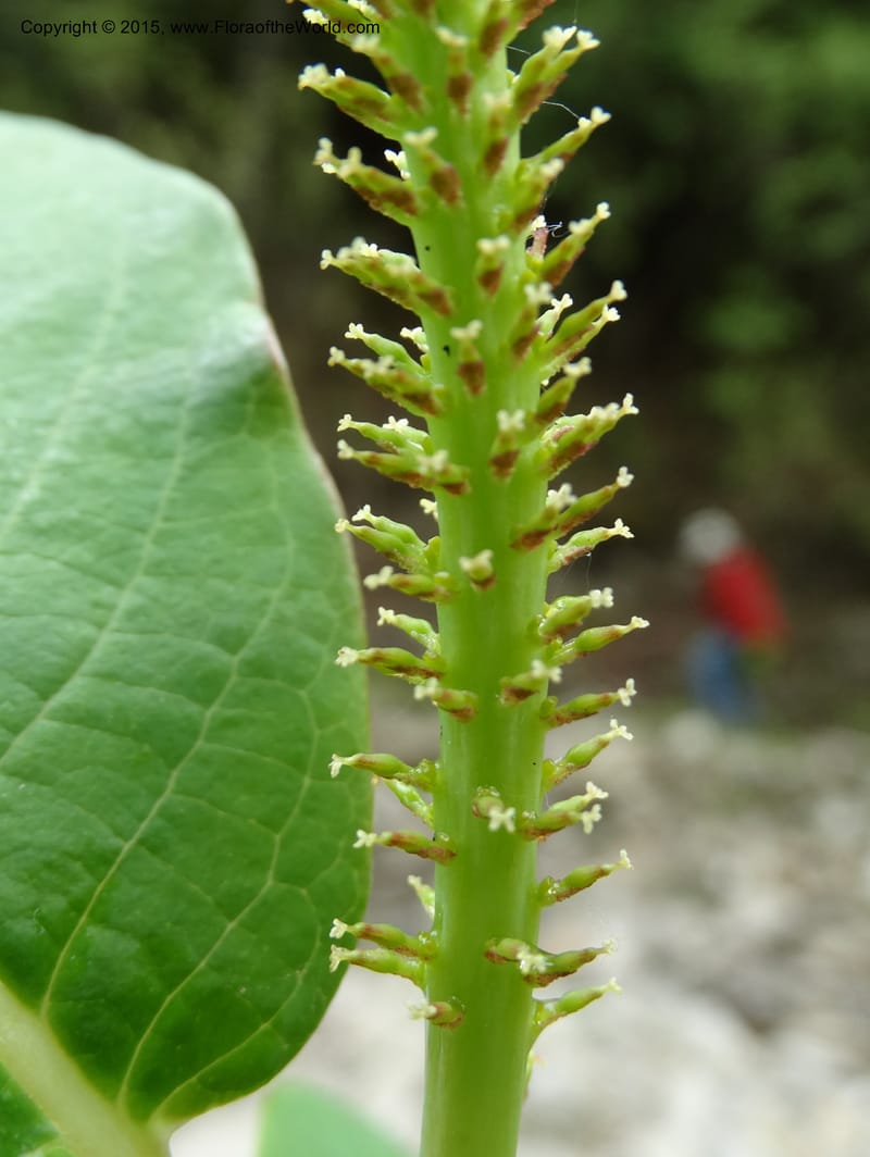 Salix, Boufford, D 43739--China. Sichuan. XinZhaZi Gou. 14 May 2014. DSC06426 (43).JPG