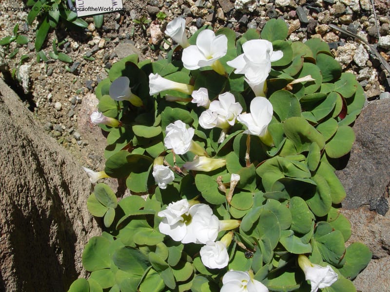 Oxalis, 81.0552--CA. UC Berkeley Bot. Gard. 9 Feb 04. 093.jpg