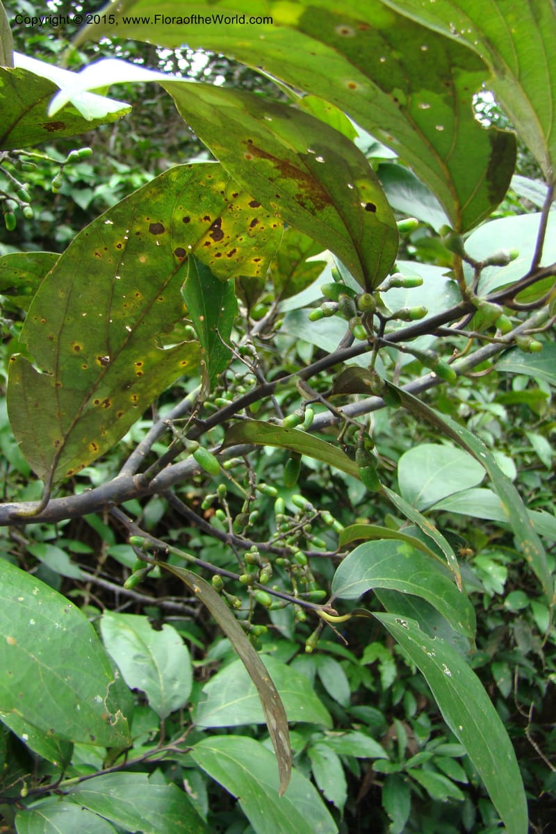 Endlicheria paniculata, Vasquez, Ro 34850--Peru. Loreto. Dist. Nauta. Qbda Nawapa, Rio Tigre. 11 Nov 08. 106 (3).jpg
