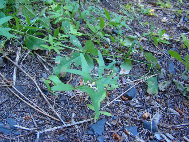 Kelloggia galioides, CDavidson11264--ID. Valley Co. Sylvan Beach, Payette Lake. 24 Aug 08. 018.jpg