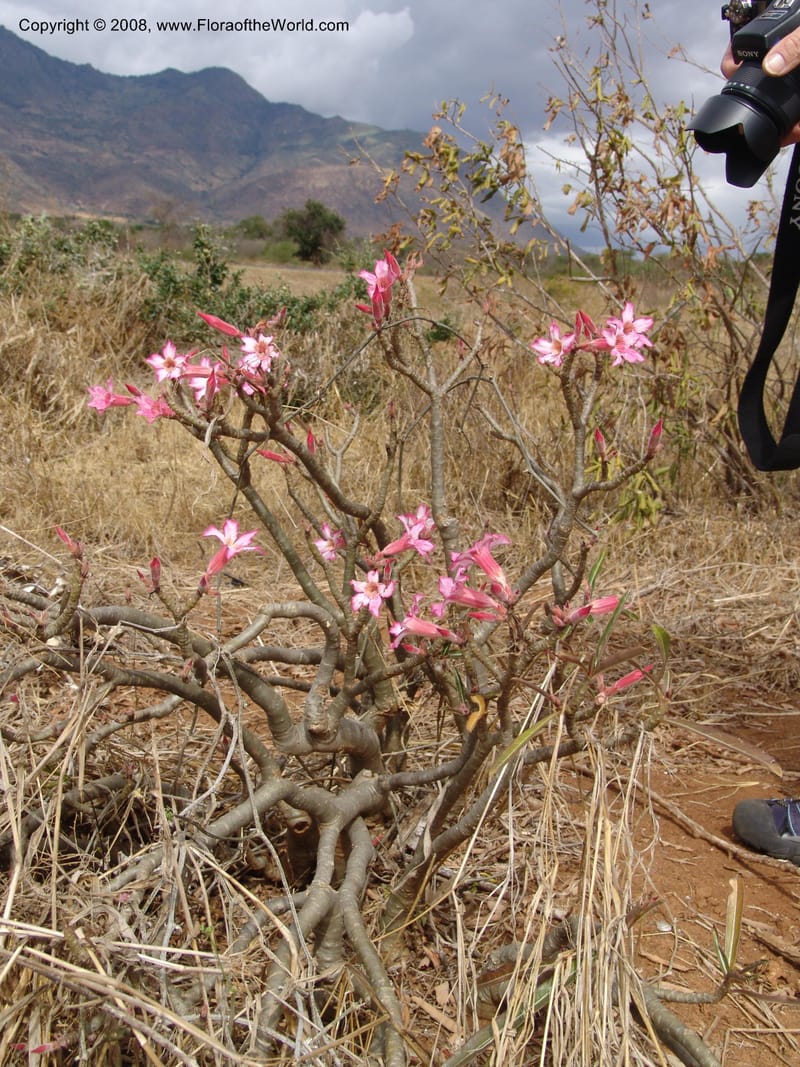 Adenium obesum--Tanzania. Hwy B1, 25 km SE of Kifaru. 28 Jun 04. 292.jpg