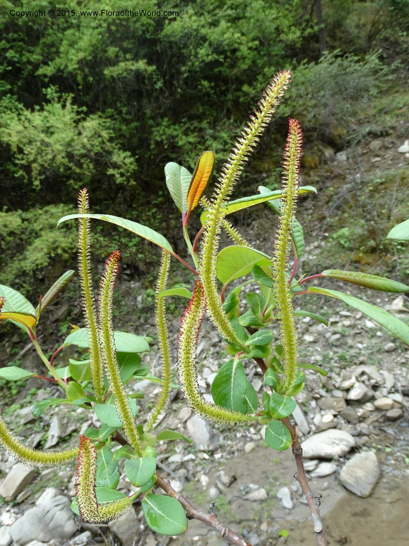 Salix, Boufford, D 43739--China. Sichuan. XinZhaZi Gou. 14 May 2014. DSC06426 (20).JPG