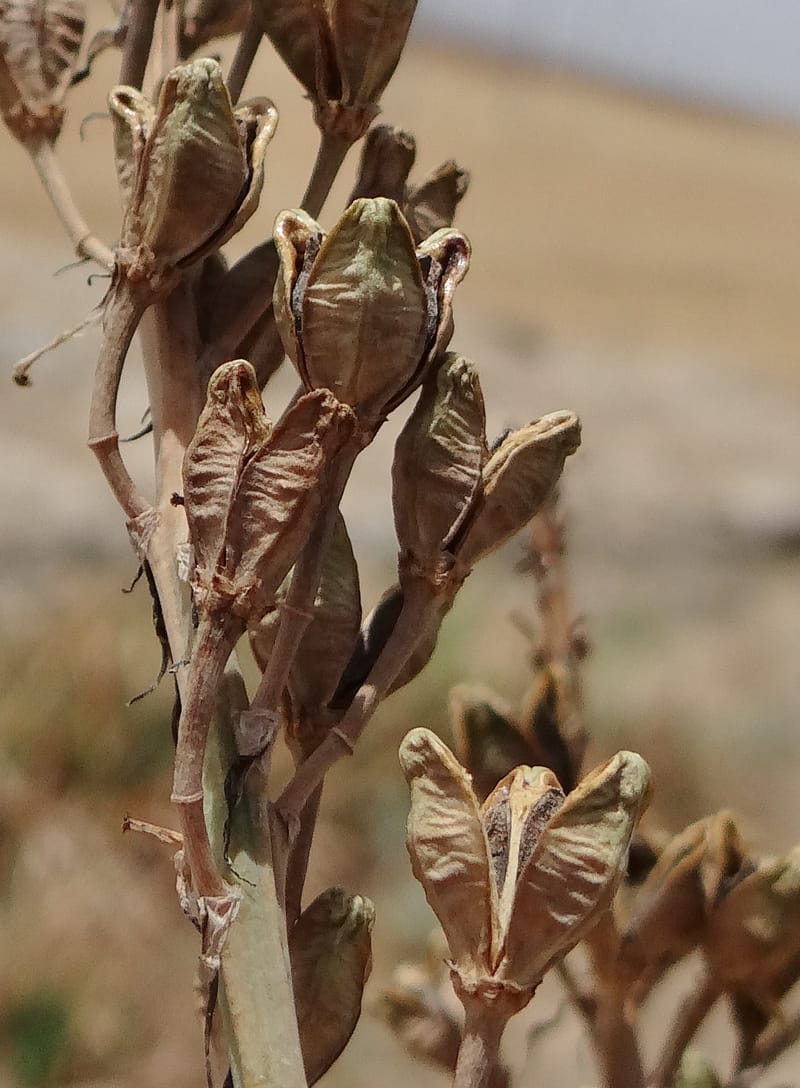 Asphodelus microcarpus--Kurdistan. Germaspan. 21 May 2013. DSC04190 (65).JPG