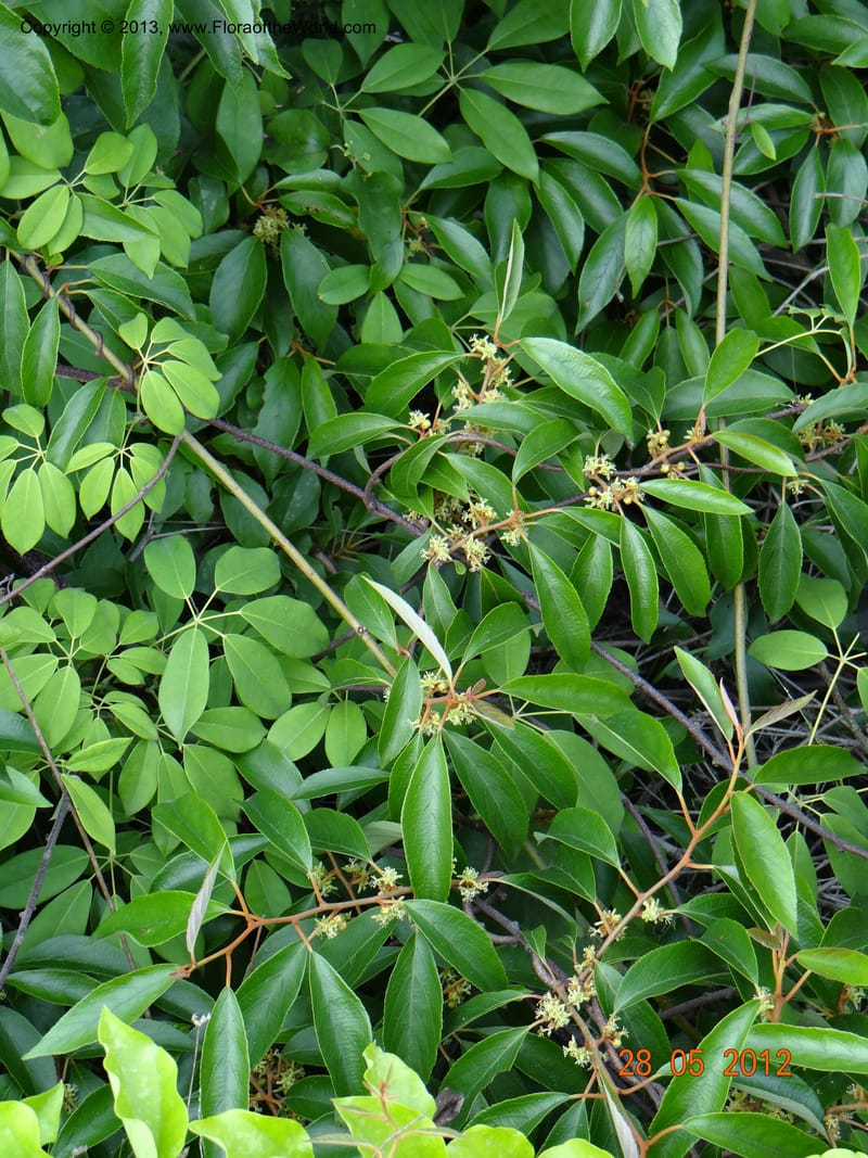 Actinidia lanceolata, Li Pan 1205287--China, Zhiyuan,ShunXi, 28 May 2012 331 (4).JPG