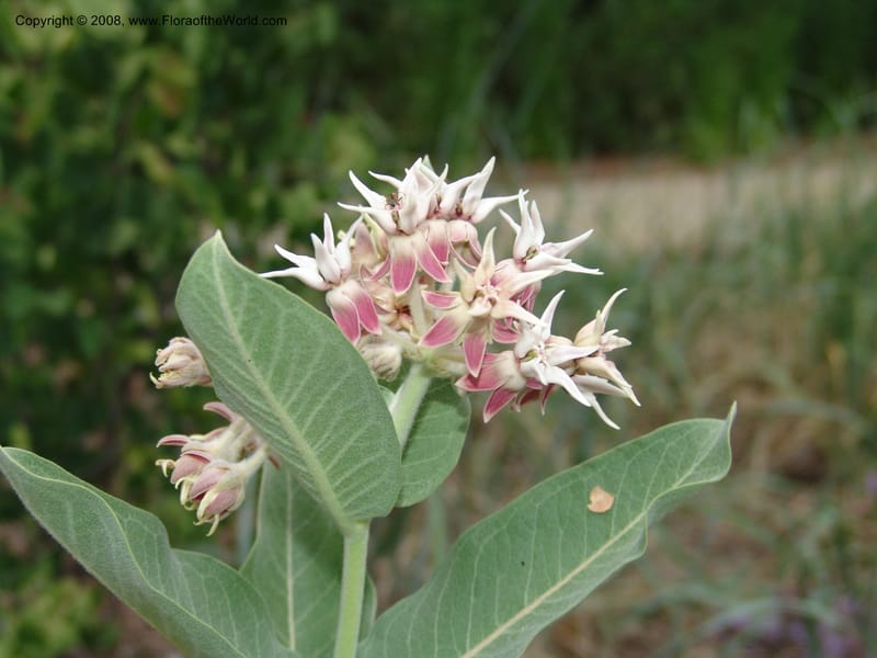 Asclepias speciosa--CA. McConnell Arboretum, Redding. 4 Jun 07. 167.jpg