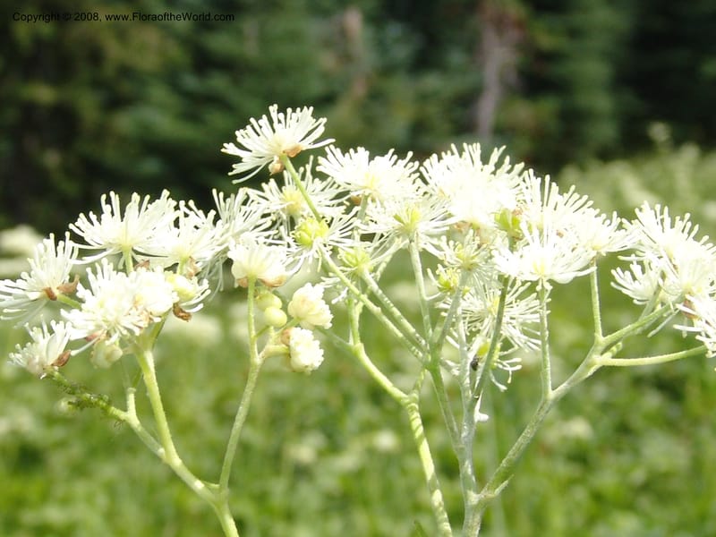 Trautvetteria caroliniensis, CDavidson11124--ID. Adams Co. For. Serv. Rd. 453, to Goose Lk. 20 Jul 07. 304.jpg