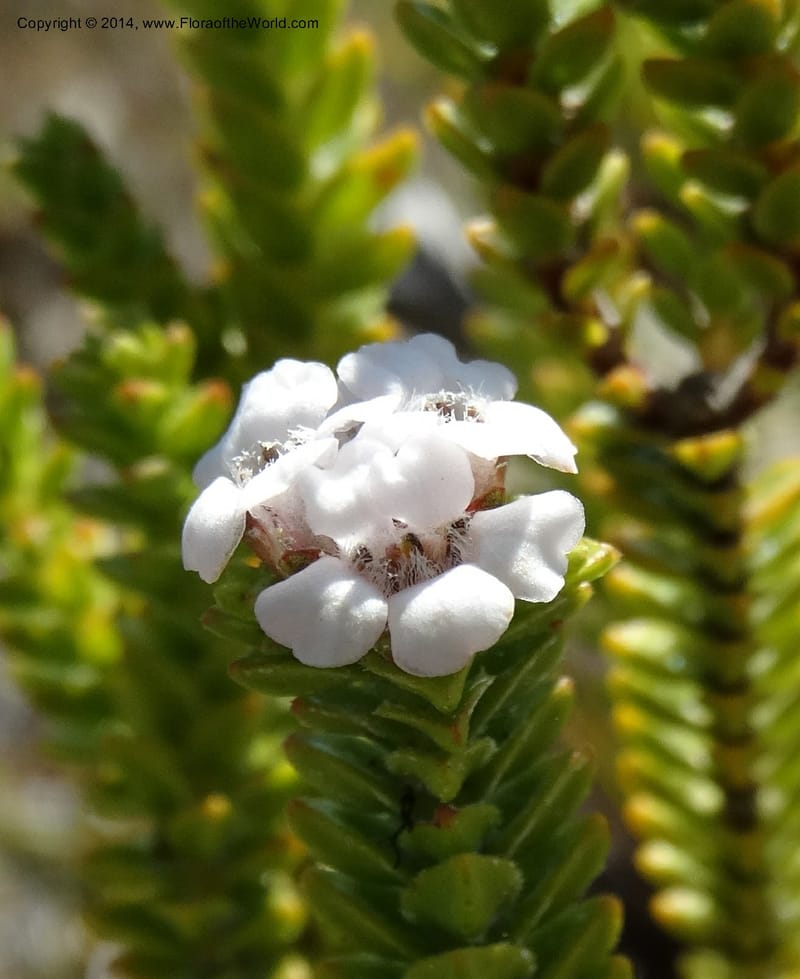 Euchaetis, Davidson, C 12300--South Africa. Western Cape. De Hoop Nature Res. 22 Jan 2014. DSC01681 (58).JPG