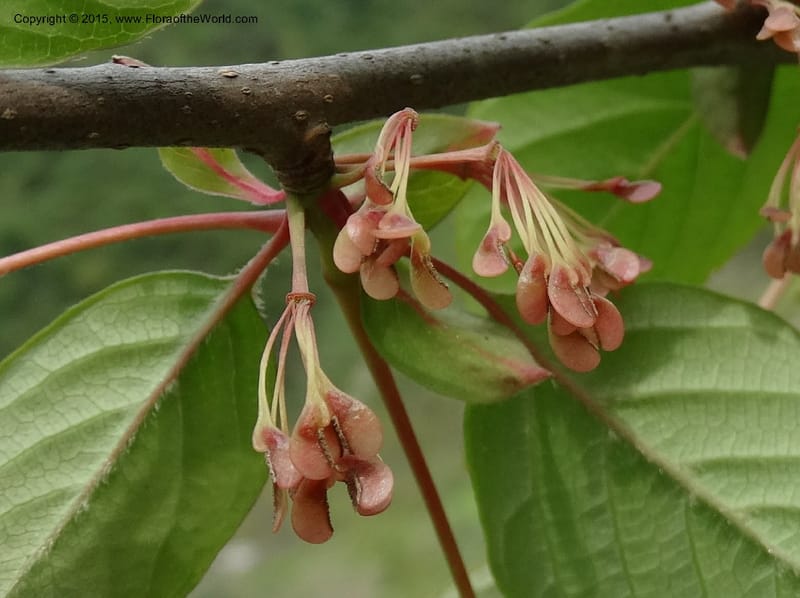 Euptelea pleiosperma, Boufford, D 43587--China. Sichuan. Tudiling Tunnel. 6 May 2014. DSC03860 (139).JPG