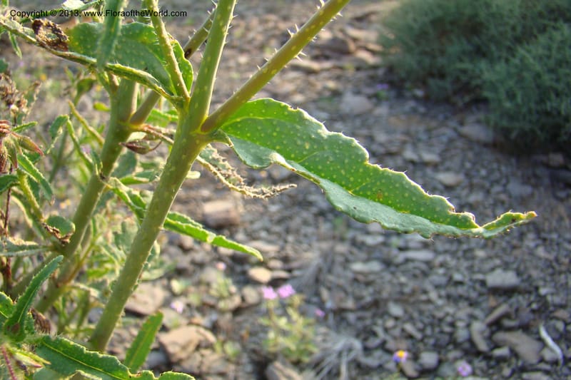 Trichodesma, C. Davidson 11554--South Africa. Northern Cape. Toward Gannabos. 25 Aug 09. 070 (12).jpg