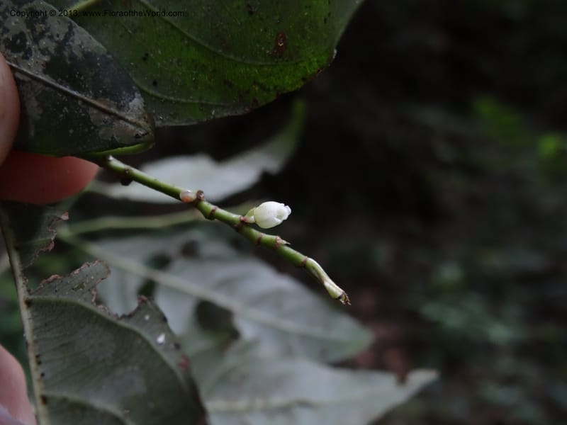 Rinorea, VC 5623--Thailand. Surat Thani Prov. Khlong Phanom Nat. Park. 15 Nov 2012. DSC09389 (71).JPG