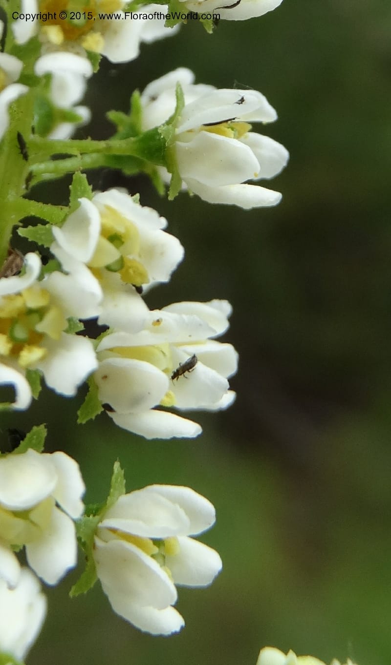 Escallonia pulverulenta, Davidson, C 12833--Chile. Cerro El Colorado, E of Talca. 28 Nov 2014. DSC08873 (61).JPG