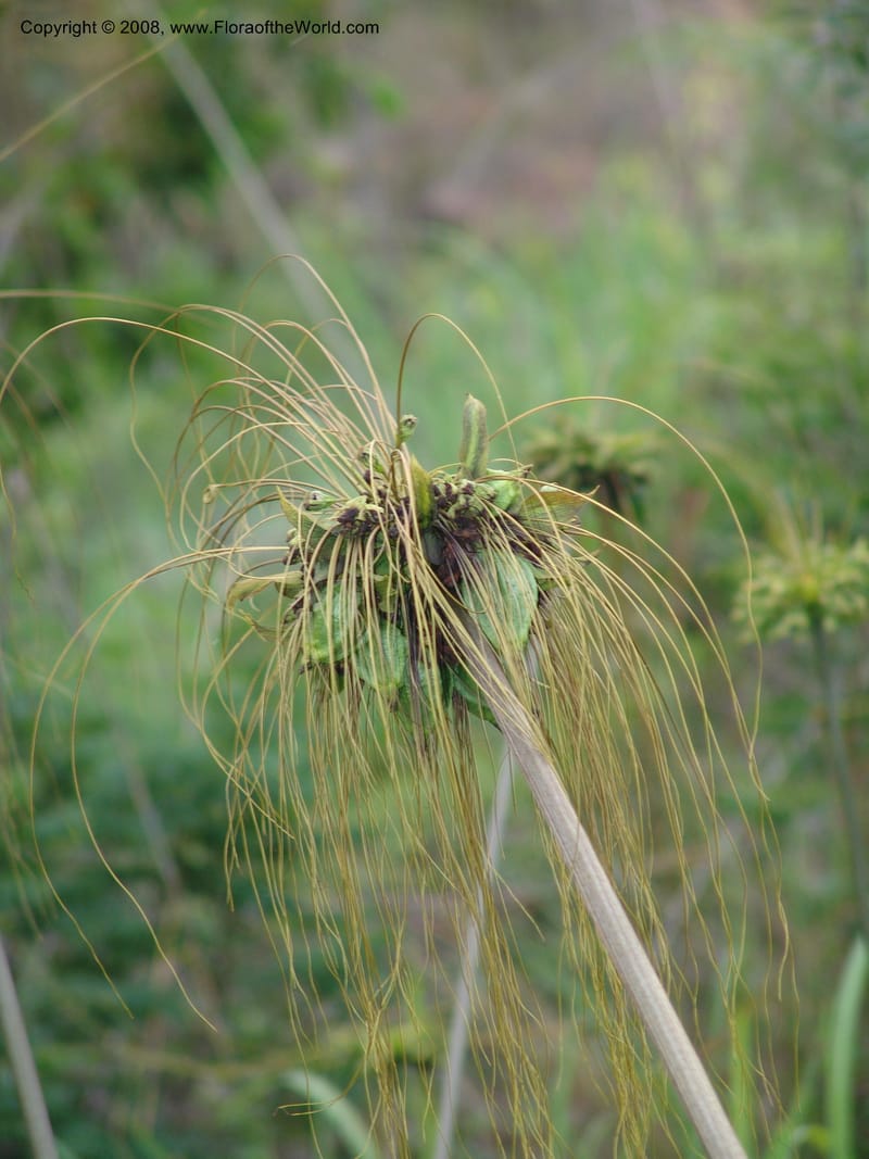 Tacca leontopetaloides--Madag. Prov. Fianar. Parc Nat. Isalo. 12 Jan 06. 316.jpg