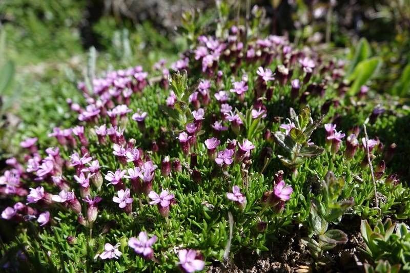 Silene exscapa, Callmander, M 1279--Switzerland. Furkapass. 1 Jul 2016. DSC06826 (179).JPG