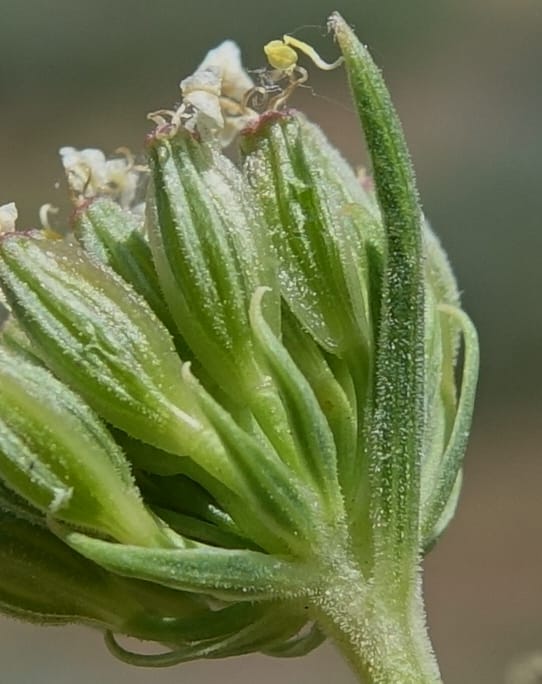 Lomatium simplex, C. Davidson 13563--ID. Blaine Co. Rock Creek Preserve. TNC. 14 May 2017. DSC00477 (94).JPG