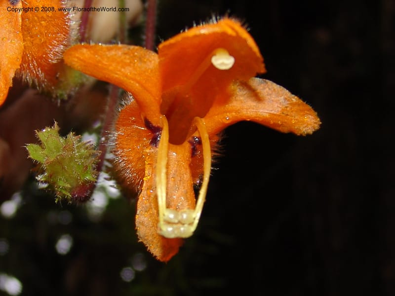 Columnea strigosa, Croat94580--Ecuador. Prov. Pichincha. Reserva Bellavista. 14 Feb 05. 151.jpg