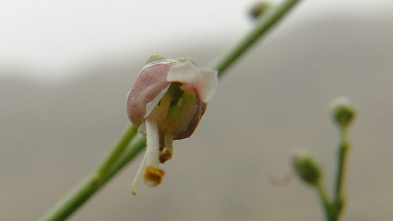 Scrophularia xanthoglossa, A. G. Miller 120.A12--Iraq. Kurdistan. Shakh-i Pira Magun. 9 June 2010. 206 (11).jpg