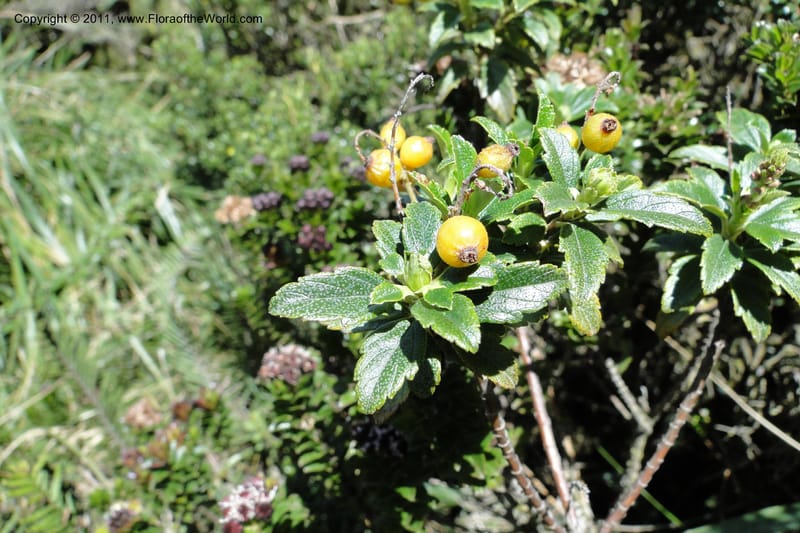 Ribes ecuadorense, Ulloa 2103--Ecuador. P. N. Sangay. 6 June 2011. 231 (15).jpg
