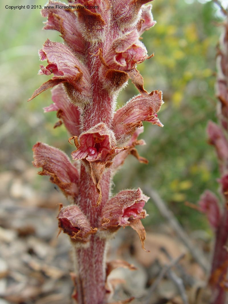 Orobanche gracilis--Spain. Granada Prov. Jct. Albondon-Albunol on C333. 15  (40).jpg