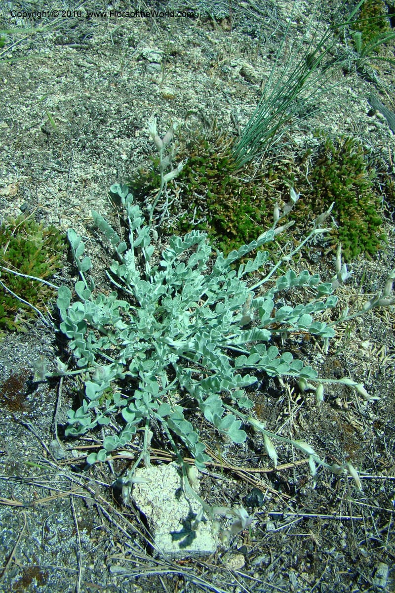 Astragalus purshii, C. Davidson 11372--Idaho. Idaho Co. Salmon River. Polly Bemis Ranch. 27 May 2009. 123.jpg