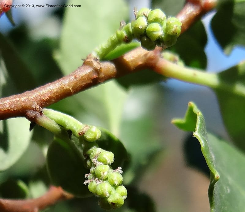 Azara, WDS 34089--Chile. Pte. Polcura.  Odom 11.6. 17 Feb 2013. DSC01159 (141).JPG