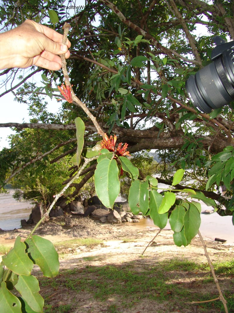 Tapinanthus, MLeal1151--Gabon. Prov. Ogooue-Iv. Res. Lope. Ogooue Riv., Lope Hotel. 19 Apr 06. 336.jpg