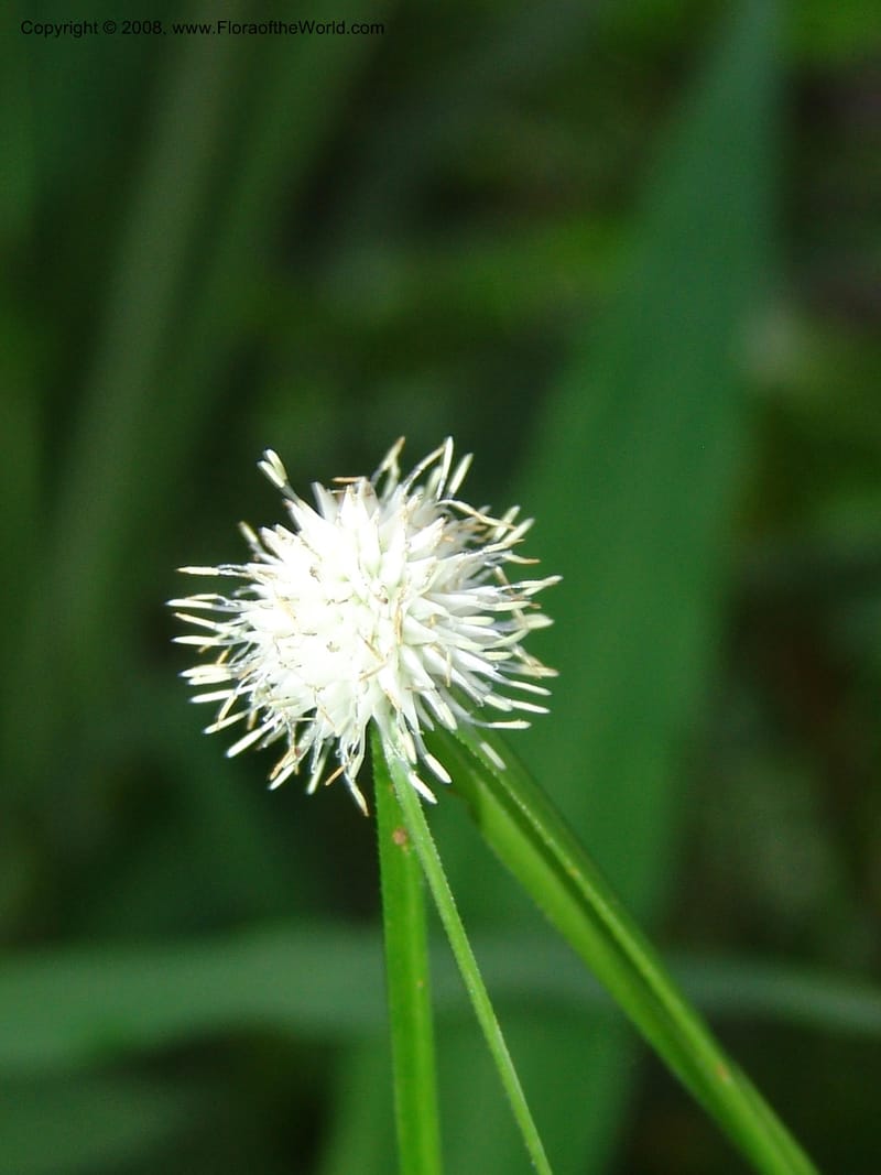 Cyperus, R.Gereua6842--Tanz. Mzelezi For. Res.  Mahenge-Sali. 15 Feb 06. 072.jpg