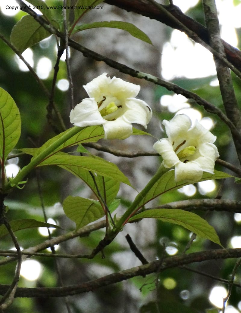 Euclinia longiflora, Davidson, C 12348--Cameroon. Ekondo Titi to Ekondo Nene. 21 Mar 2014. DSC02995 (27).JPG
