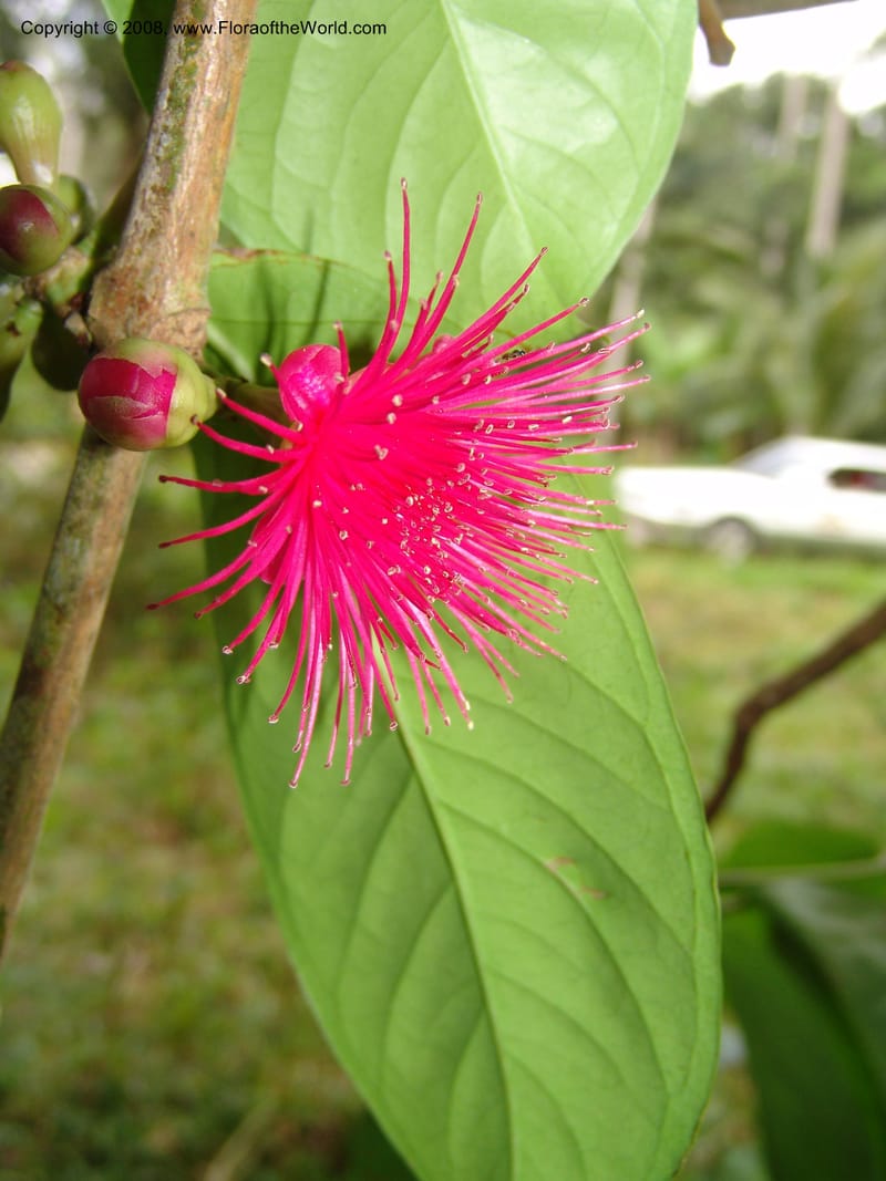 Syzygium malaccense--Tanzania. Zanzibar. Bungi to Jozani Forest Rd. 17 Jul 04. 007.jpg