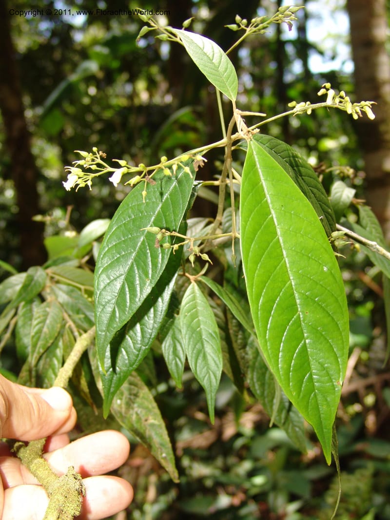 Shuaria ecuadorica, Neill 15912--Ecuador. Prv. Zam. Ch. C del Condor. Wawaime plot. 22 Sep 07. 214 (24).jpg