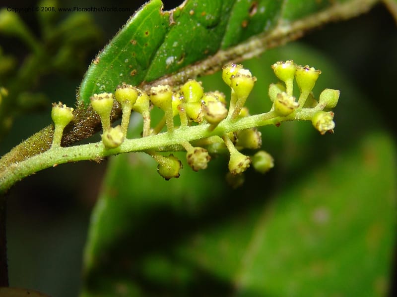 Siparuna guianensis, AAraujoM3087--Bolivia. Pq. Nal. Madidi. Chalalan, Sendero sin nombre. 24 Sep 06. 316.jpg