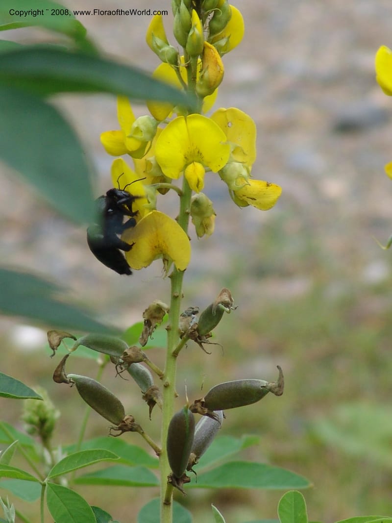 Crotalaria micans, Xylocopa, AAraujoM3097--Bolivia. Pq. Nal. Madidi. Rio Yariapo. 25 Sep 06. 053.jpg