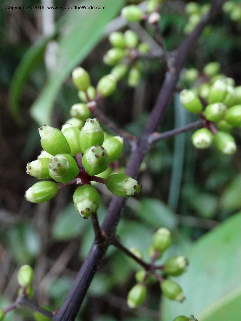 Schefflera, Davidson, C 12648--Sabah. G. Silam. 1 Oct 2014. DSC00937 (129).JPG