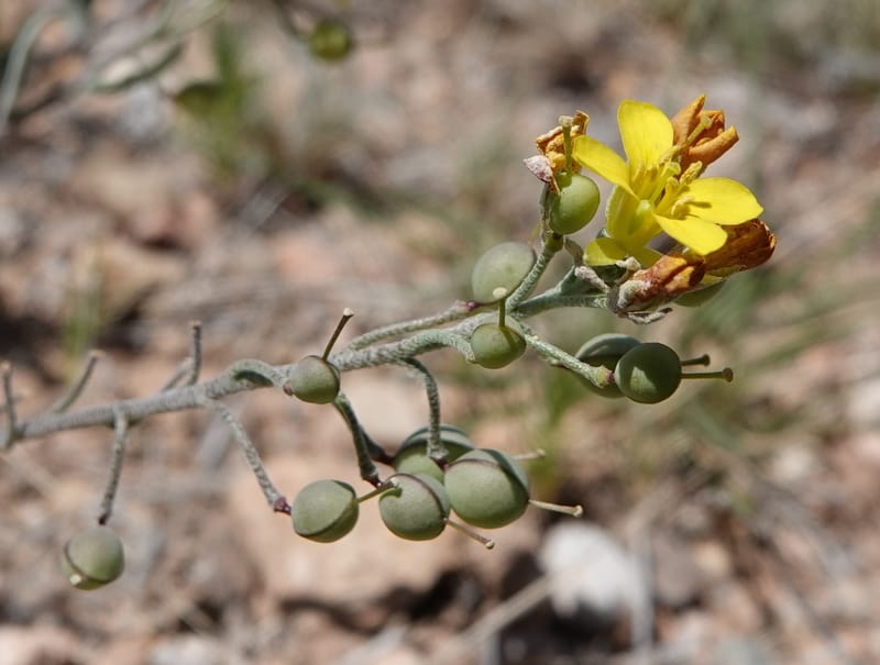 Lesquerella gordonii, C. Davidson 13997--AZ. Cochise Co. Geronimo Trail Rd. 10 Apr 2019. DSC07357 (72).JPG