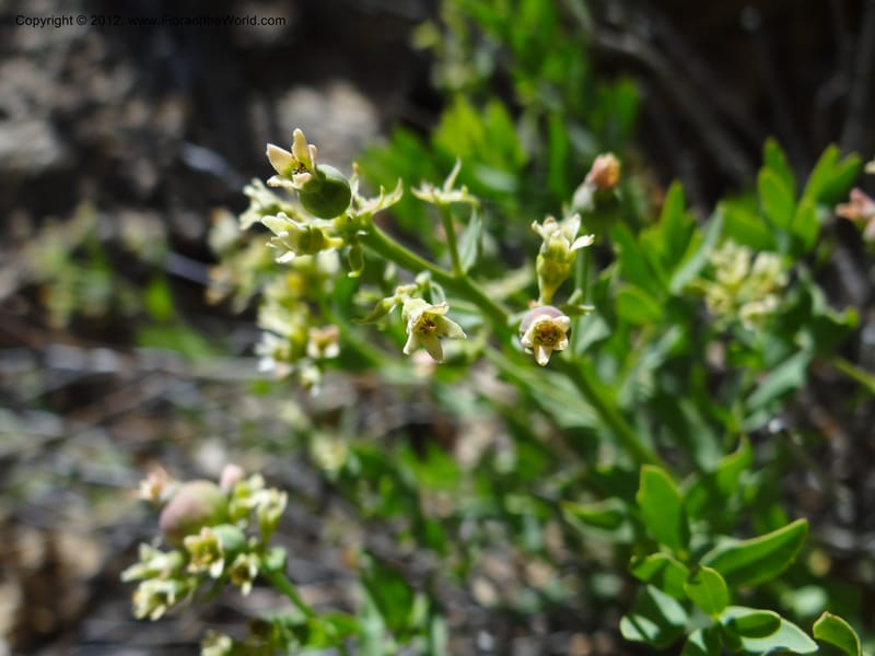 Comandra umbellata, Davidson, C 11942--AZ. Yavapai Co. Crown King Rd. 7 May 2012. DSC0894 1 (95).JPG