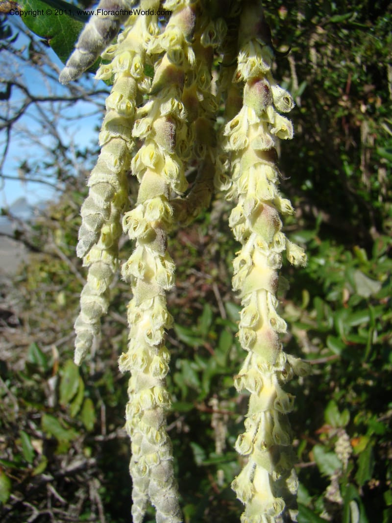 Garrya elliptica, C. Davidson 11826--CA. Moonstone Beach. 26 Jan 2011. 032 (7).jpg