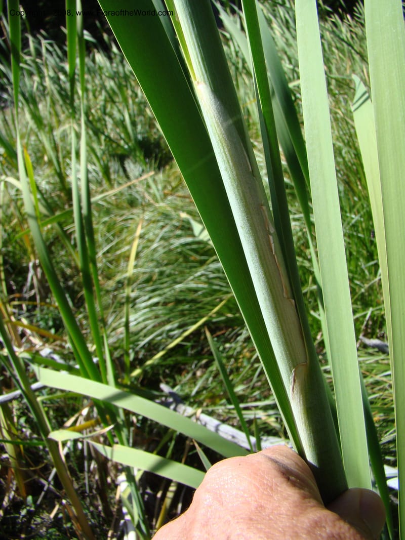 Typha latifolia, CDavidson11316--ID. Valley Co. Ponderosa State Park, Payette Lake. 6 Sep 08. 070.jpg