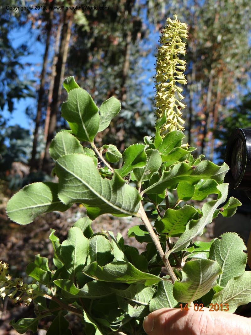 Escallonia pulverulenta, W. D. Stevens 34054--Chile, Tanume, Los Hoyos, 14 Feb 2013  7799 (16).JPG