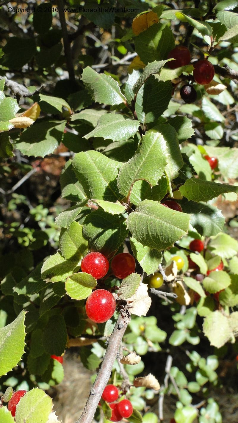 Rhamnus illicifolia, C. Davidson 11793--CA. Contra Costa Co. Mt. Diablo. Donner Canyon. 1 Sept 2010. 092 (70).jpg
